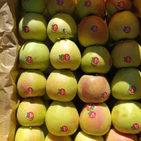 25 تن سیب زرد و قرمز
