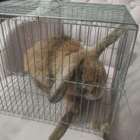 خرگوش