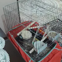 پرنده گرینچیک|پرنده|باغستان, |دیوار