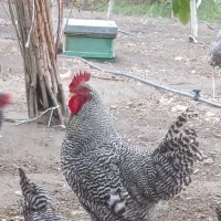 فروش مولدهای آمروک صد در صد اصل