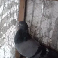 نرسبزخط دار