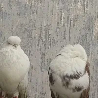 جفت نوک قنار جوان مولد قطعی قیمت ۲۵ مقطوع