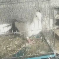 کبوتر
