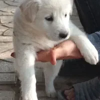 یک جفت توله سگ نر|سگ|کرمانشاه, |دیوار