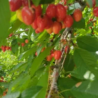 فروش باغ با سند و الاچیغ و.. در پل زمانخان سامان|فروش دفتر صنعتی، کشاورزی، تجاری|سامان, |دیوار