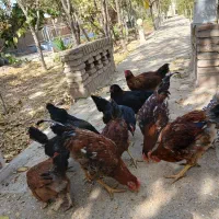 تعداد مرغ خروس هشت ماهه تازه  به تخم