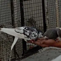 خالتک ماده گم شده