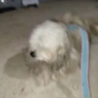 سگ سفید|سگ|یاسوج, |دیوار