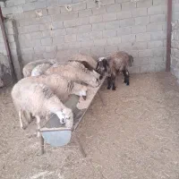 میش بز بیگ بره|حیوانات مزرعه|شوشتر, |دیوار