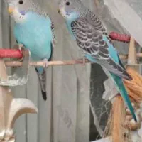 فروش مرغ عشق