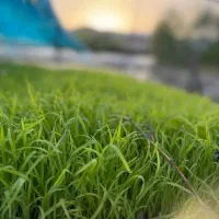 قالب نشاآماده علی کاظمی