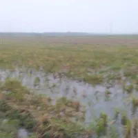 14000متر زمین کشاورزی متری 250|فروش زمین و ملک کلنگی|رضوانشهر, |دیوار