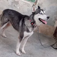 سگ هاسکی