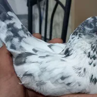 کبوتر  کاشونی