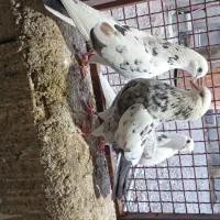 کبوتر|پرنده|بافت, |دیوار