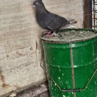 پرنده|پرنده|اهواز, منازل سپاه|دیوار