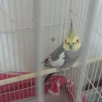 عروس‌ هلندی