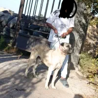 سرابی اصل گله|سگ|اردبیل, |دیوار