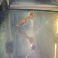 بچه ماهی گوپی|ماهی|سمنان, |دیوار