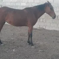 اسب|اسب و تجهیزات اسب‌سواری|بندر ماهشهر, |دیوار