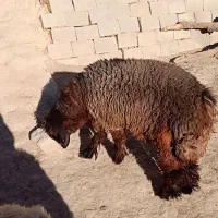 بره قوچ تخمی|حیوانات مزرعه|ناغان, |دیوار