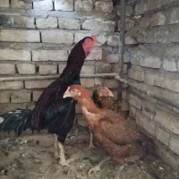مرغ و خروس لاری