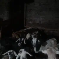 14راس بز|حیوانات مزرعه|کوثر, |دیوار