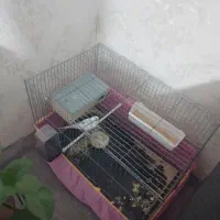 یک جفت مرغ عشق با جوجه