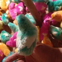 جوجه|پرنده|سیلاخور, |دیوار