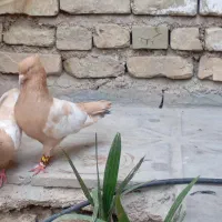 نروماده سینه زرد