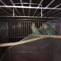 کوتوله|پرنده|بیرجند, |دیوار