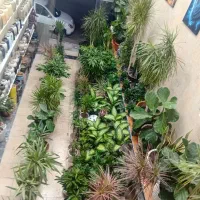 گل و گیاه اریکا|گل و گیاه طبیعی|ری, فیروزآبادی|دیوار