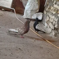 کبوتر رنگی