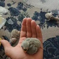 جفت طوطی برزیلی رو تخم|پرنده|باغستان, |دیوار