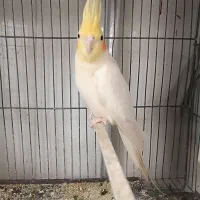 عروس هلندی لوتینو نر|پرنده|آذرشهر, |دیوار