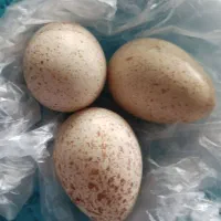 تخم بوقلمون  در اهر