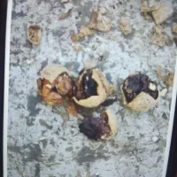 گردو با پوست خوانسار