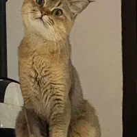 گربه