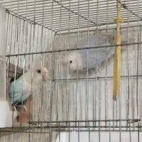 طوطی برزیلی