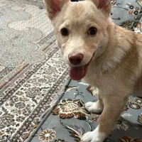 سگ پامرین|سگ|رباط‌کریم, نصیرشهر|دیوار