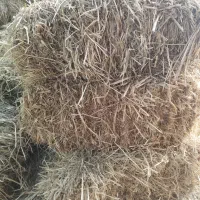 یونجه چین اول علف دار