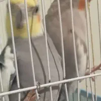 جفت عروس مولد فقط جابجا با طوطی عروس آلبینو ماده