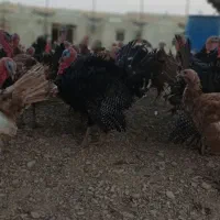 فروش بوقلمون کلی و جزئی|حیوانات مزرعه|همدان, |دیوار