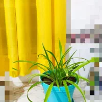 انواع گل|گل و گیاه طبیعی|نیشابور, شهرک بسیج|دیوار