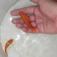 مولی بالن و کشیده اورسایز+لجن خوار۲۲سانتی+گوپی+غذا