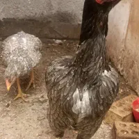 مرغ لاری معاوضه با مرغ گلین