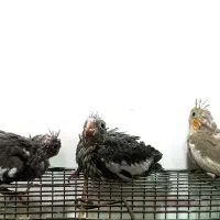 فروش جوجه طوطی هلندی 550|پرنده|بهبهان, |دیوار