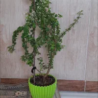 دو تا گل خوشگل کاشمر