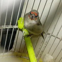 سهره کرمانی|پرنده|تربت جام, شهرک آزادگان|دیوار