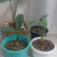 گل گلدون درخت زیبادر حدنو|گل و گیاه طبیعی|مشهد, ایثارگران|دیوار